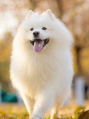 復合從狗叫開始