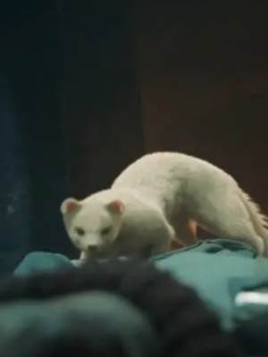 我和黃仙是親戚