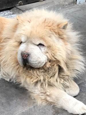 瘋批狗勾傍京爺