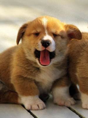 長嘴的男人最好命