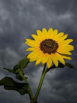 雨天向日葵
